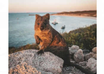 Alternatif Liburan Keluarga: Menjelajah Kawasan Swan Valley dan Rottnest Island di Australia Barat