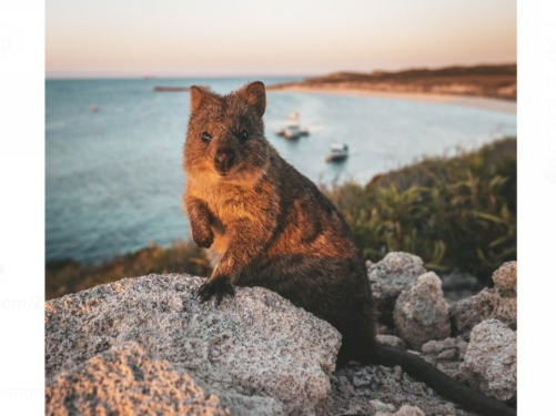 Alternatif Liburan Keluarga: Menjelajah Kawasan Swan Valley dan Rottnest Island di Australia Barat