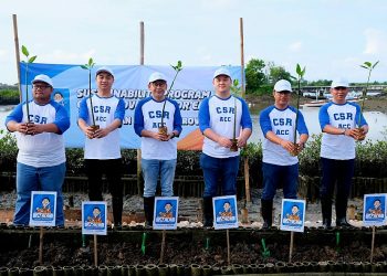 Dukung Keberlanjutan, ACC Tanam Mangrove di Bali