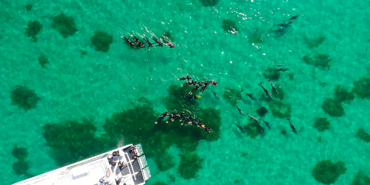 Serunya Berinteraksi dengan Satwa Liar di Alam Bebas Australia Barat