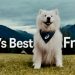 ASICS Luncurkan Brand Ambassador Felix The Samoyed