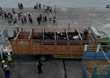 JAPFA Bersama Greenfields Impor dan Distribusikan 1.100 Ekor Sapi Perah Bunting dari Australia