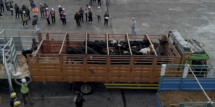 JAPFA Bersama Greenfields Impor dan Distribusikan 1.100 Ekor Sapi Perah Bunting dari Australia