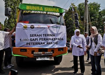 JAPFA dan Greenfields Distribusikan Lebih dari Seribu Sapi Perah Bunting ke Peternak Rakyat