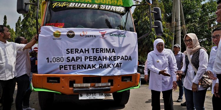 JAPFA dan Greenfields Distribusikan Lebih dari Seribu Sapi Perah Bunting ke Peternak Rakyat